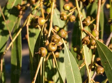 Here S How To Grow Eucalyptus Nexus Newsfeed