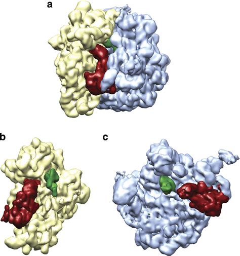 Cryo Em Maps Of The 70s Ribosome From E Coli Bound With Tet O A Download Scientific Diagram