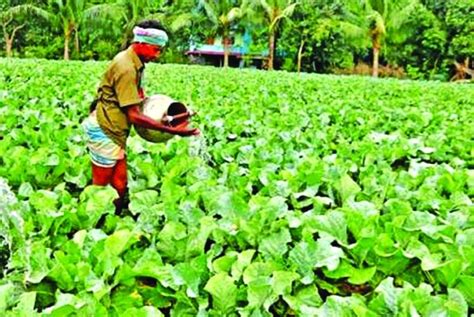 Rangpur Farmers To Produce Record Winter Vegetables The Asian Age