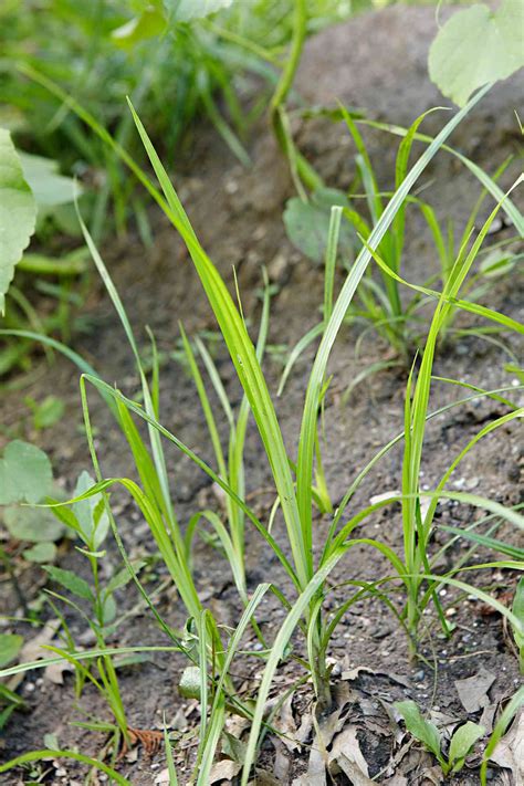 Creeping Weeds Identification