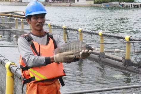 Capai Standar Internasional Ikan Tilapia RSI Diganjar Empat Kali