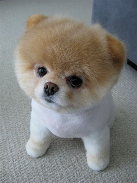 TOP WORLD PIC: Boo Dog - Cutest Dog In The World