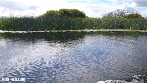 Shannon River Fishing Bream 18 Peche