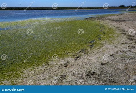 Clusters Of Green Algae Ulva And Enteromorpha In A Lake In The Lower