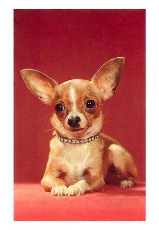 Rat Terrier Pomeranian Mix Puppies | celebrity image gallery