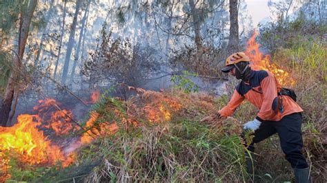 Terus Meluas Sudah Hektar Lahan Hutan Terdampak Kebakaran Gunung