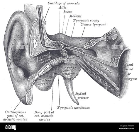 Eustachian Anatomy