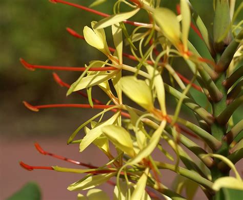 Himalaya Schmetterlingsingwer Ginger Lily Hedychium Gardnerianum