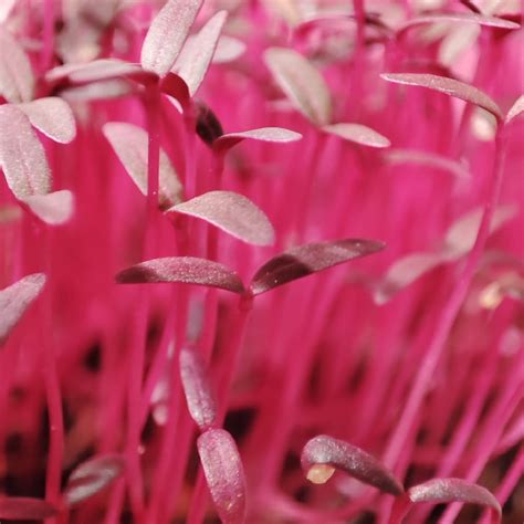 Red Amaranth Microgreen Seeds Micro Herb Grow Sow Greener