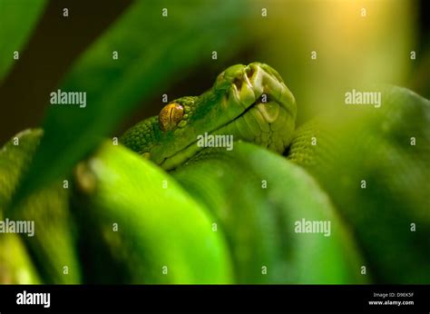 Green Tree Python Morelia Chondropython Viridis Stock Photo Alamy