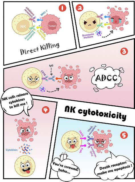 Figure 1 From Functional Crosstalk And Regulation Of Natural Killer