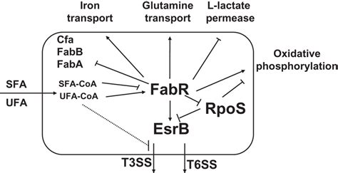 Fabr Model Mediating Crosstalk Between Fatty Acid Metabolism And