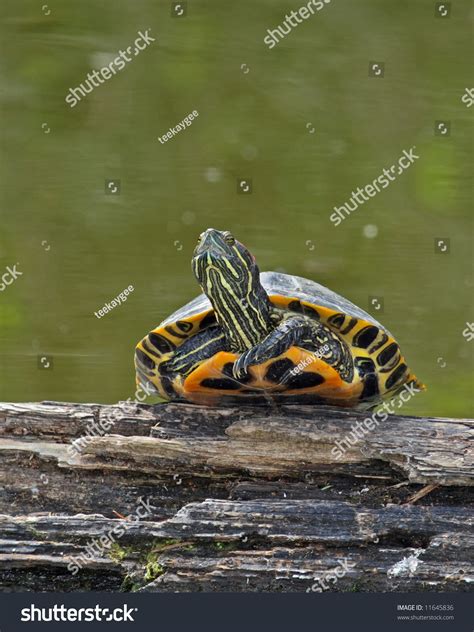 Red-Eared Slider Turtle Basking On Log In Pond Stock Photo 11645836 : Shutterstock