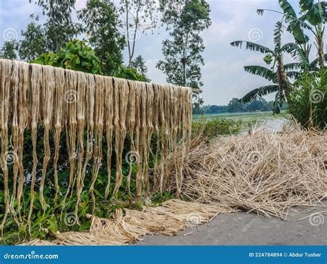 Jute The Golden Fiber Of Bangladesh In Villages Stock Image