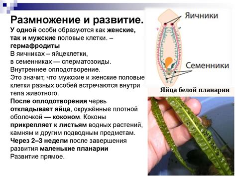 Плоские черви (8 класс) - презентация онлайн