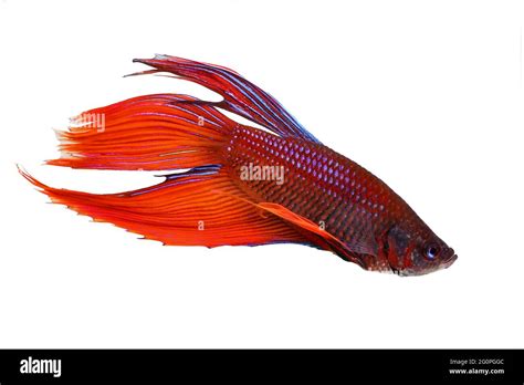 Purple Siamese Fighting Fish Hi Res Stock Photography And Images Alamy