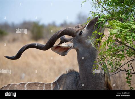 Kudu Male Kudu Macho Stock Photo Alamy