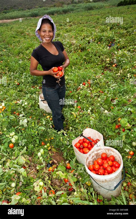 Young Black African Woman Picking Tomatoes On A Farm In Montagu Stock