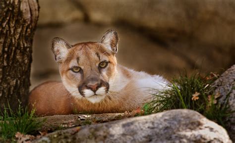 Catching And Breeding Mountain Lions Mountain Baby Lions Lion Capture