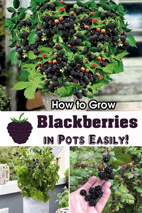 How To Grow Blackberries In Pots