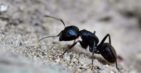 How to Get Rid of Ants in Carpet: Control & Prevention Guide