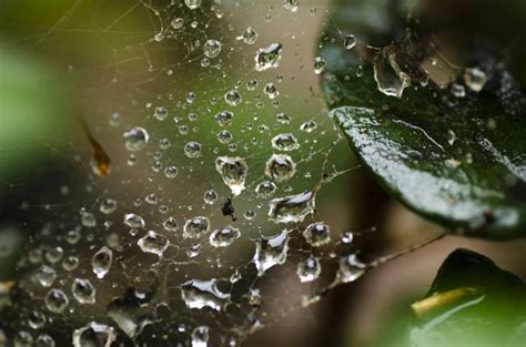 Fotos De Teia De Aranha Em Gotas De Orvalho Imagens De Teia De Aranha