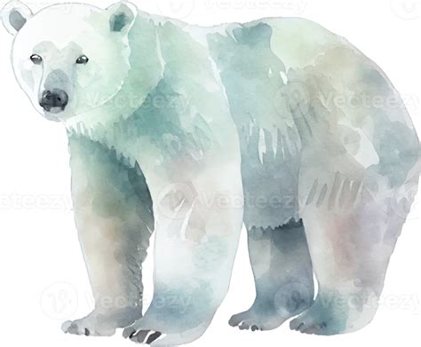 Polar Bear Watercolor Png