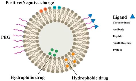 Schematic Diagram Of Different Liposome Membrane Functionalization