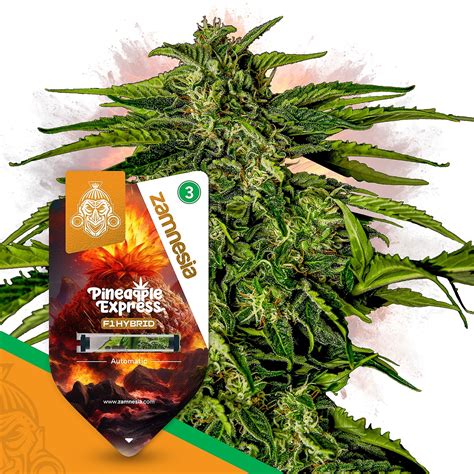 Zamnesia Pineapple Express F1 Automatic By Zamnesia Seeds Leafly