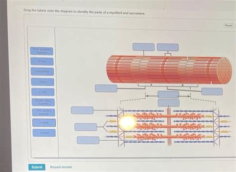 Solved Drag the labels onto the diagram to identify the | Chegg.com