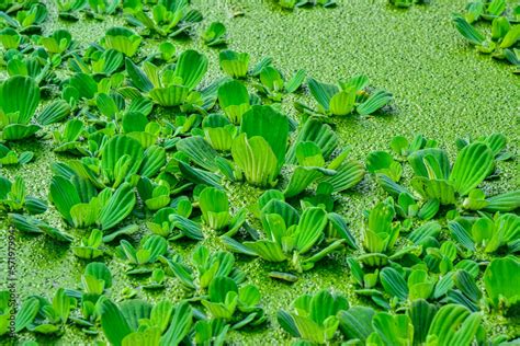 Floating Aquatic Plants Pistia Stratiotes Among Duckweed And Wolffia In