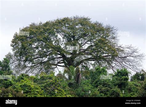 View Of Gorgeous Brazil Nut Tree Bertholletia Excelsa Highest In The