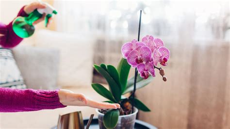 Cómo cuidar una orquídea para que vuelva a florecer riego iluminación