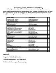 BIO 211 Lab 3 Artery Anatomy Via Visible Body SP2022 FINAL 1 Pdf BIO