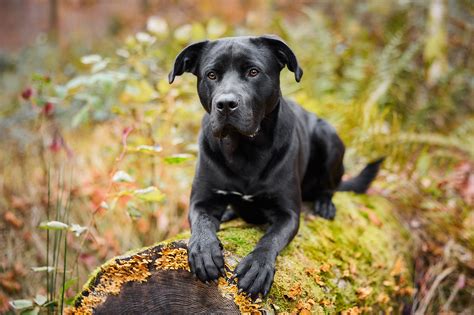 Wie Fotografiert Man Einen Schwarzen Hund 5 Hundefotografie Tipps