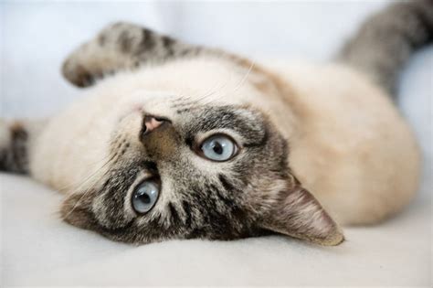 Voici Les 10 Races De Chats Qui Sont Les Plus Affectueuses RacedeChat