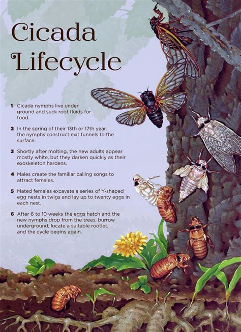 Cicada Life Cycle Giclée Print | Cicada art, Cicada, Birds and the bees