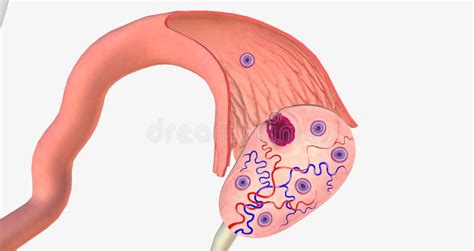 Ovulation Is The Process Of Releasing A Mature Egg From The Ovary Into