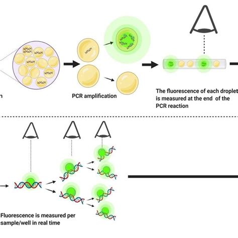 Droplet digital PCR (ddPCR) versus quantitative PCR (qPCR). | Download ...