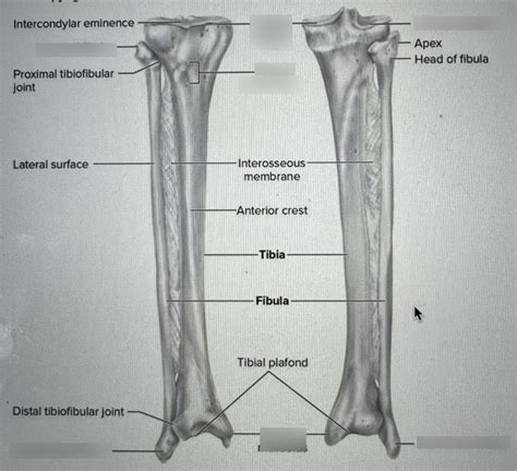 Landmarks Of Tibia And Fibula Diagram Quizlet