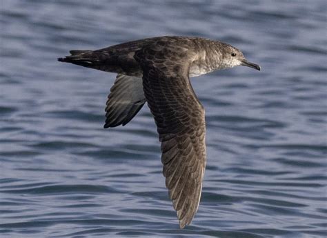 Plan To Monitor Endangered Visiting Seabird Jersey Evening Post