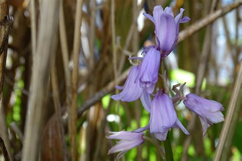 Flowers Bells Nature Free Photo On Pixabay