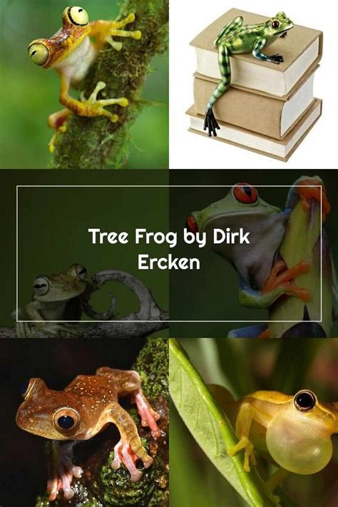 Tree Frogs Tree Frog By Dirk Ercken Tree Frogs Frog Tree