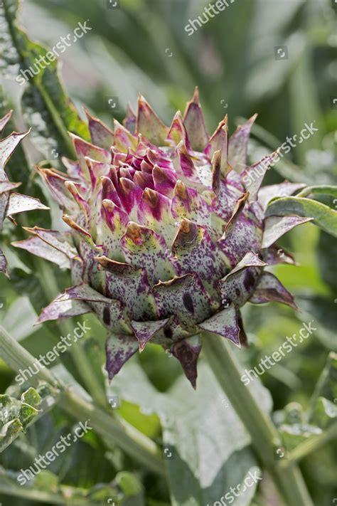 Artichoke Thistle Cardone Cynara Cardunculus Syn Editorial Stock Photo