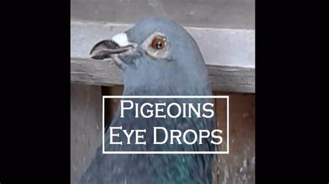 How To Treat Eye Infection In Pigeons Optachlor Chloramphenicol