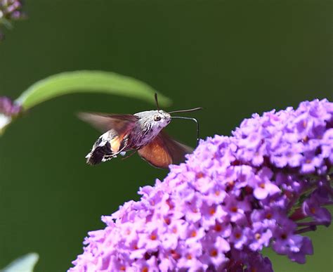 Hummingbird Hawk Moth Wildlife Diary