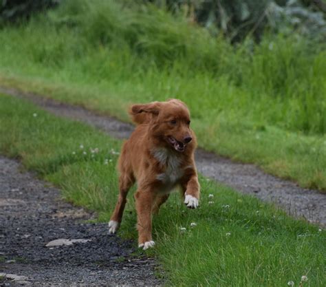 Chien Retriever De La Nouvelle Ecosse CH Sienna Red Rockin Rover