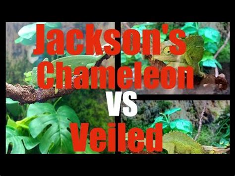 Jackson S Chameleon Vs Veiled Veiled Vs Jackson S Chameleon Chameleon