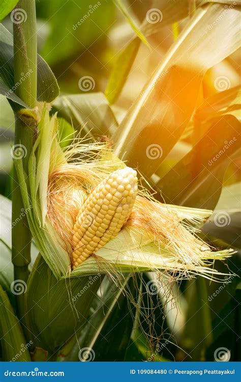 Two Mature Yellow Cob Of Sweet Corn On The Field Collect Corn Crop