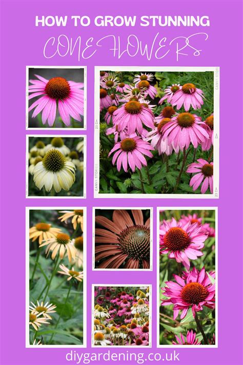 Coneflowers The Ultimate Guide To Growing Coneflowers